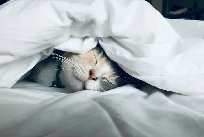 Sleep improvement tips for 2025